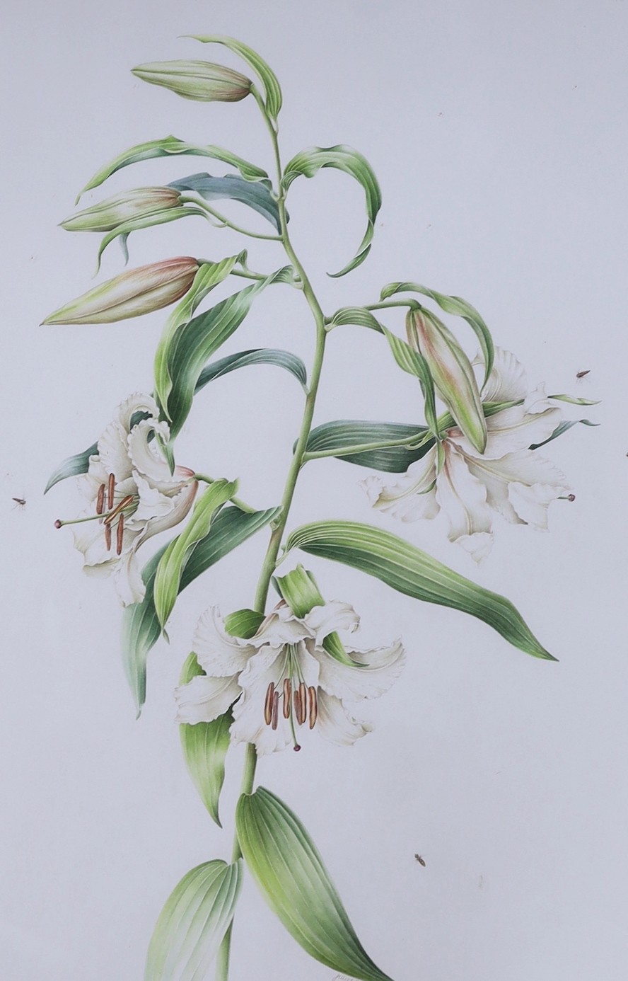 Juliet Percy, watercolour, Lilium Oriental 'Casa Blanca', signed and dated '99, 89 x 62cm